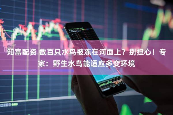 知富配资 数百只水鸟被冻在河面上？别担心！专家：野生水鸟能适应多变环境